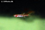 boraras merah boraras merah