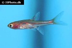 boraras merah boraras merah