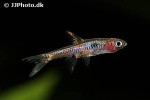 boraras merah boraras merah