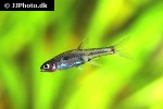 boraras merah boraras merah