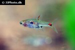 boraras micros boraras micros