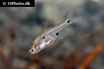 boraras micros boraras micros