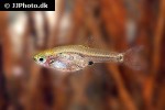 boraras micros boraras micros