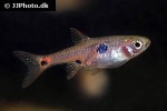boraras naevus boraras naevus