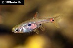 boraras naevus boraras naevus