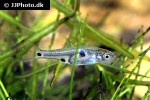 boraras naevus boraras naevus