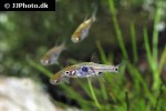 boraras naevus boraras naevus