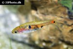 boraras naevus boraras naevus