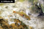 boraras naevus boraras naevus