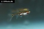 boraras urophthalmoides boraras urophthalmoides
