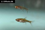 boraras urophthalmoides boraras urophthalmoides