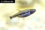 boraras urophthalmoides boraras urophthalmoides
