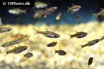 boraras urophthalmoides boraras urophthalmoides