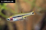 boraras urophthalmoides boraras urophthalmoides