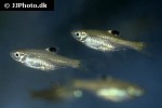 brevibora dorsiocellata brevibora dorsiocellata