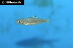 brevibora dorsiocellata brevibora dorsiocellata