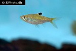 brevibora dorsiocellata brevibora dorsiocellata