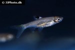brevibora dorsiocellata brevibora dorsiocellata