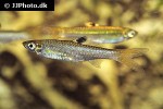 brevibora dorsiocellata brevibora dorsiocellata