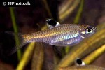 brevibora dorsiocellata brevibora dorsiocellata
