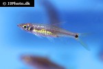 kottelatia brittani kottelatia brittani
