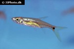 kottelatia brittani kottelatia brittani