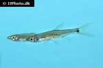 kottelatia brittani kottelatia brittani
