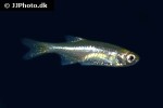 microrasbora cf rubescens microrasbora cf rubescens