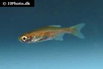 microrasbora cf rubescens microrasbora cf rubescens