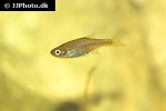 microrasbora rubescens microrasbora rubescens