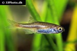 microrasbora rubescens microrasbora rubescens