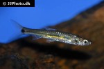 pectenocypris korthausae pectenocypris korthausae