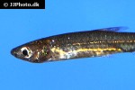 pectenocypris korthausae pectenocypris korthausae