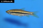 rasbora argyrotaenia rasbora argyrotaenia