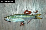 rasbora aurotaenia rasbora aurotaenia