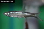 rasbora aurotaenia rasbora aurotaenia
