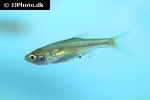 rasbora baliensis rasbora baliensis