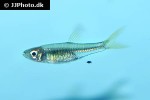 rasbora baliensis rasbora baliensis
