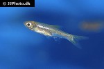 rasbora bankanensis rasbora bankanensis
