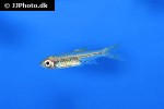 rasbora bankanensis rasbora bankanensis