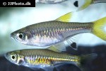 rasbora bankanensis rasbora bankanensis