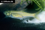 rasbora bankanensis rasbora bankanensis