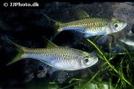 rasbora bankanensis rasbora bankanensis