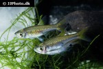 rasbora bankanensis rasbora bankanensis
