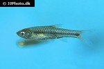 rasbora beauforti rasbora beauforti
