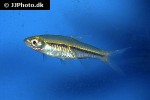 rasbora borapetensis rasbora borapetensis