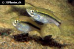 rasbora borapetensis rasbora borapetensis