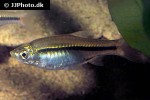 rasbora borapetensis rasbora borapetensis