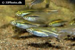 rasbora borapetensis rasbora borapetensis