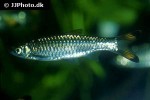 rasbora caudimaculata rasbora caudimaculata